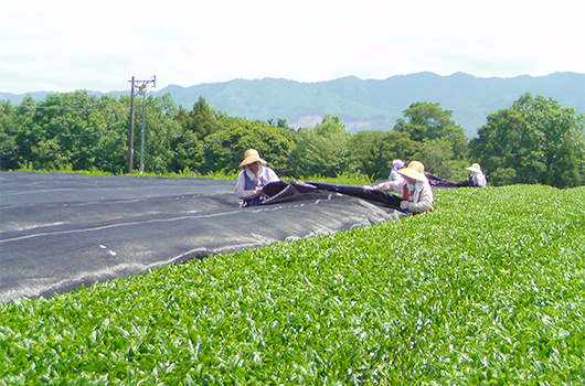 茶畑の写真